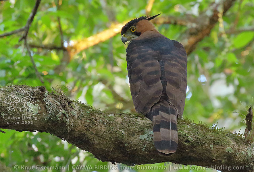 Ornate Hawk-Eagle, CAYAYA BIRDING Tikal & Yaxhá birding tour
