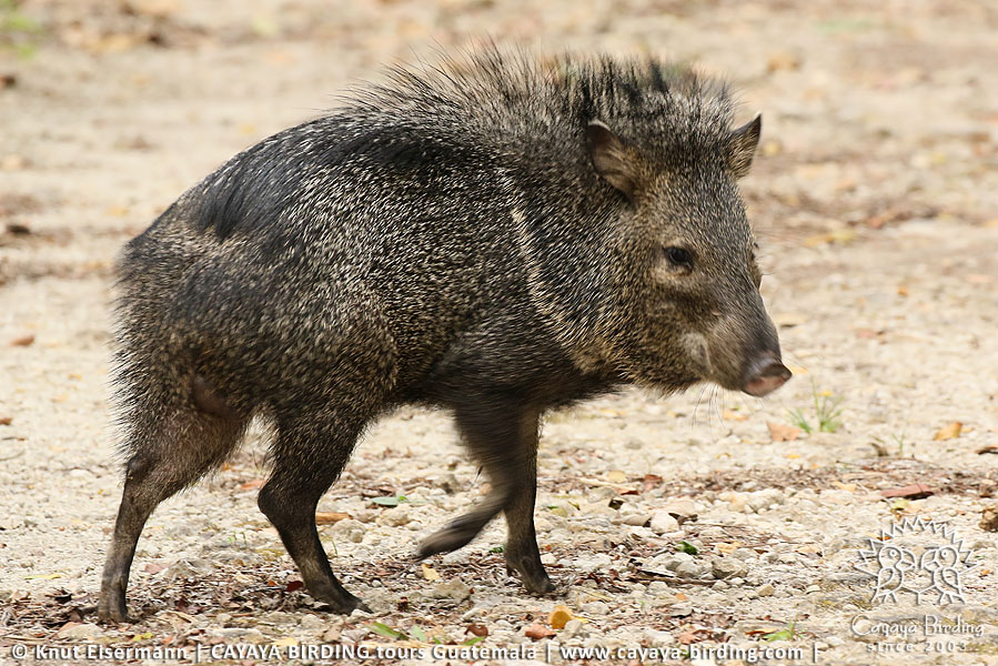 Collared Peccary, CAYAYA BIRDING day tour Tikal