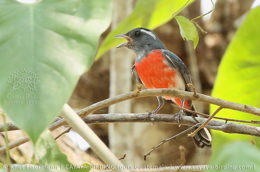 Gray-throated Chat, CAYAYA BIRDING day tour Tikal