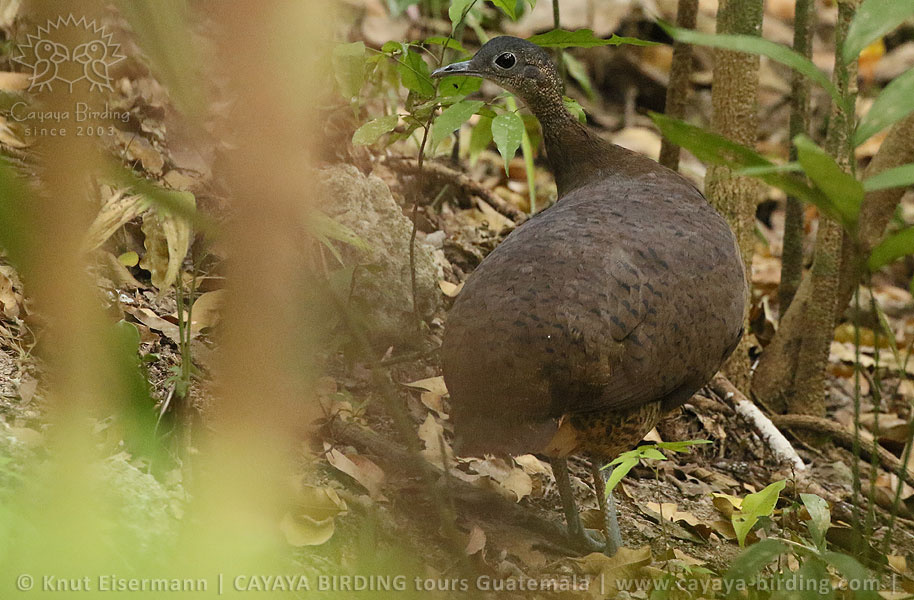 Great Tinamou, CAYAYA BIRDING day tour Tikal