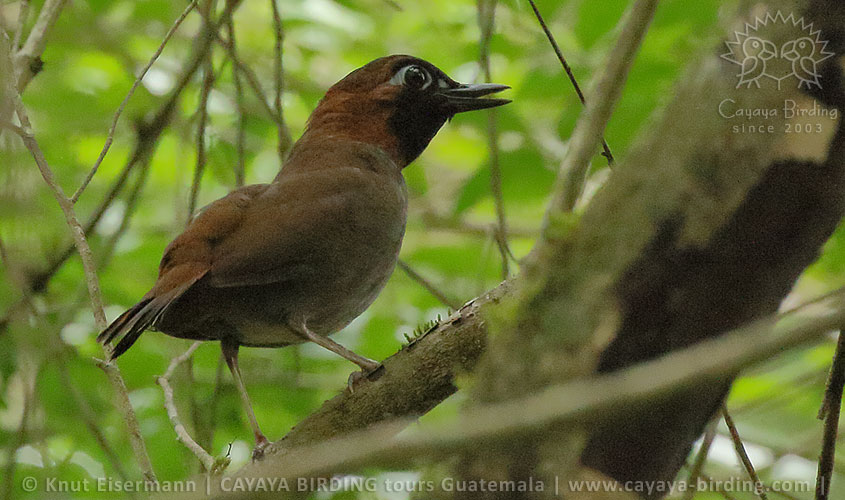 Mayan Antthrush, CAYAYA BIRDING day tour Tikal