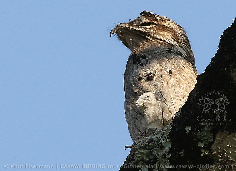 Northern Potoo, CAYAYA BIRDING day tour Tikal