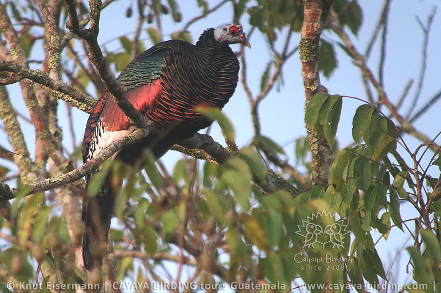 Ocellated Turkey, CAYAYA BIRDING day tour Tikal