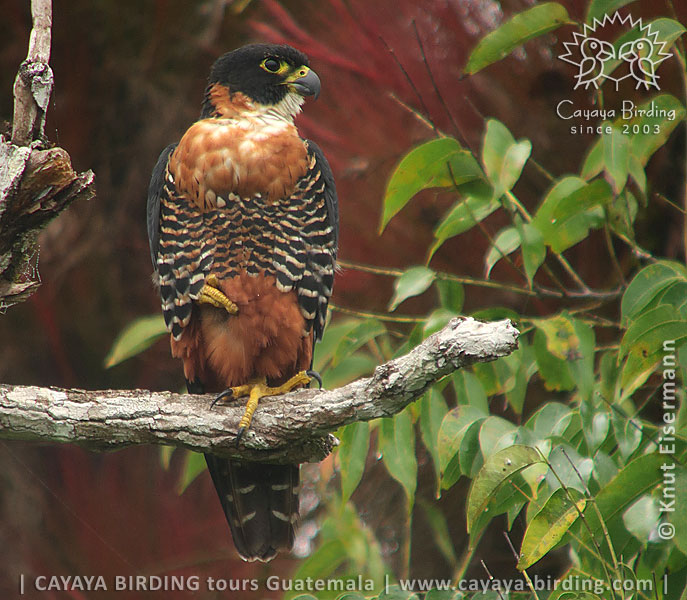 Orange-breasted Falcon, CAYAYA BIRDING day tour Tikal