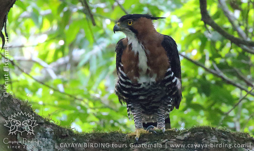 Ornate Hawk-Eagle, CAYAYA BIRDING day tour Tikal