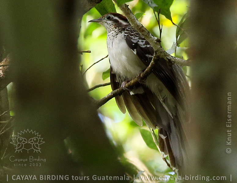 Pheasant Cuckoo, CAYAYA BIRDING day tour Tikal