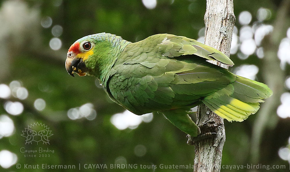 Red-lored Parrot, CAYAYA BIRDING day tour Tikal