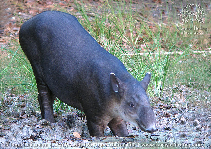 Baird's Tapir, CAYAYA BIRDING day tour Tikal