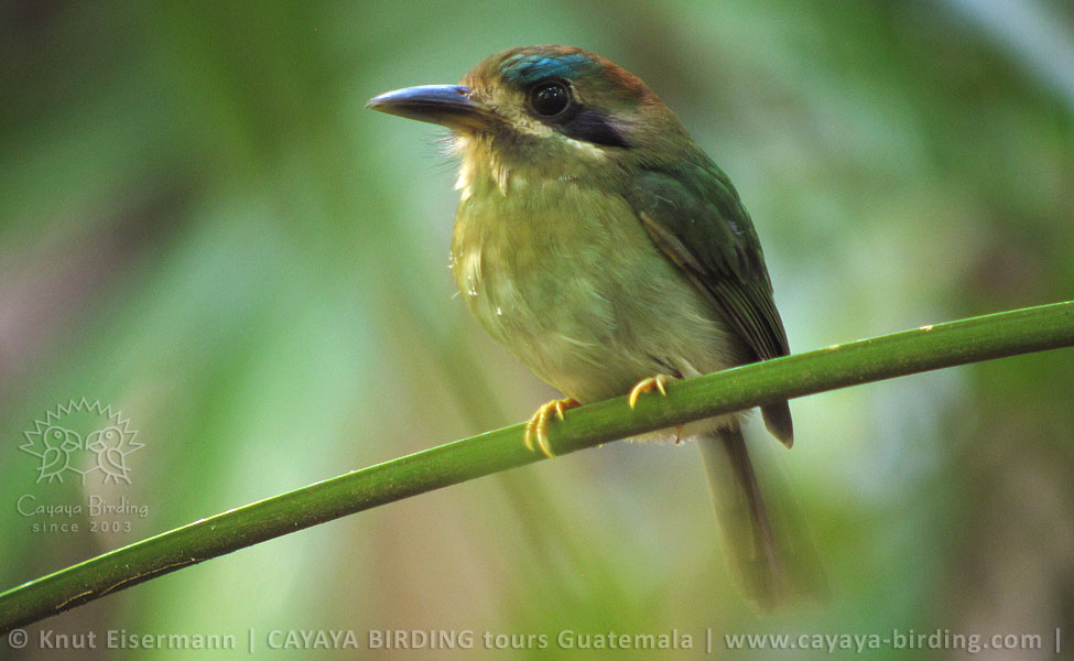 Tody Motmot, CAYAYA BIRDING day tour Tikal