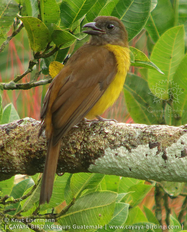 Black-throated Shrike-Tanager, CAYAYA BIRDING day trips to Tikal and Yaxhá