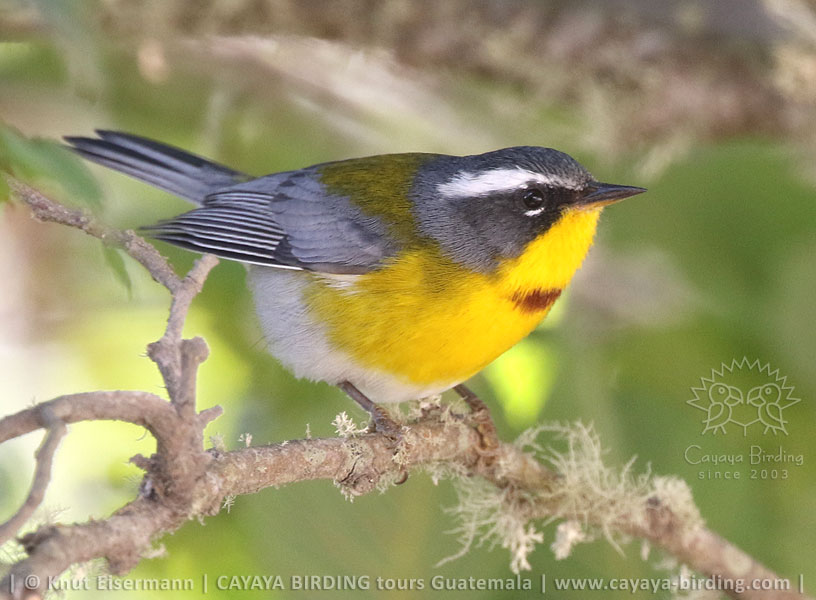 Crescent-chested Warbler, CAYAYA BIRDING day trips from Antigua Guatemala and Guatemala City