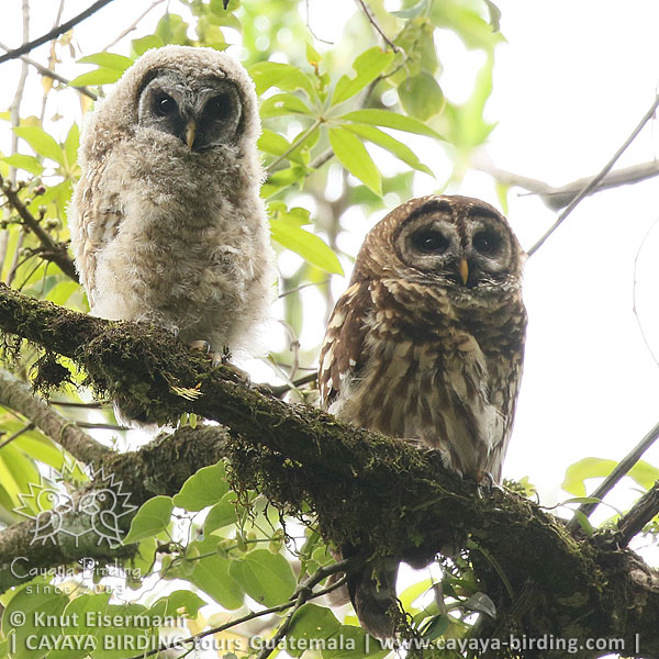 Fulvous Owl, CAYAYA BIRDING target birding tours in Guatemala
