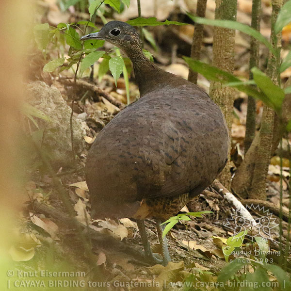 Great Tinamou, CAYAYA BIRDING day trips from several tourism hotspots in Guatemala