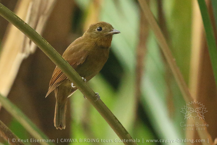 Northern Schiffornis, CAYAYA BIRDING day trips to Tikal and Yaxhá