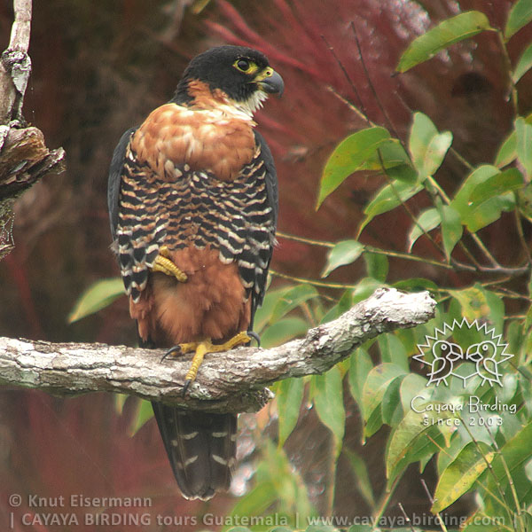 Orange-breasted Falcon, CAYAYA BIRDING day trips from several tourism hotspots in Guatemala
