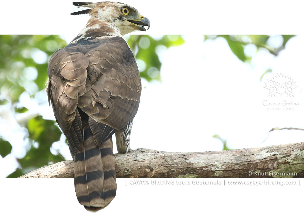 Ornate Hawk-Eagle, CAYAYA BIRDING day trips to Tikal and Yaxhá