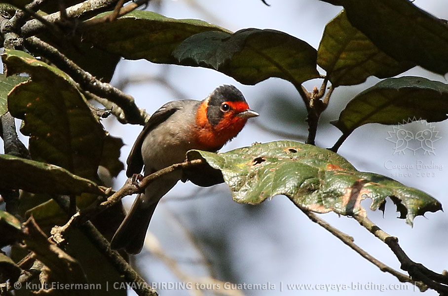 Red-faced Warbler, CAYAYA BIRDING target birding tours in Guatemala