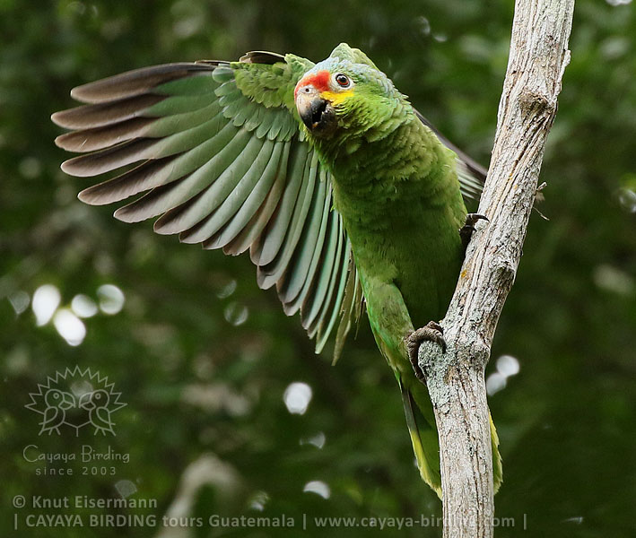 Red-lored Parrot, CAYAYA BIRDING day trips from several tourism hotspots in Guatemala