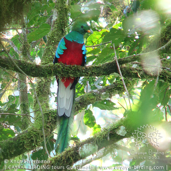 Resplendent Quetzal, CAYAYA BIRDING day trips at Lake Atitlán
