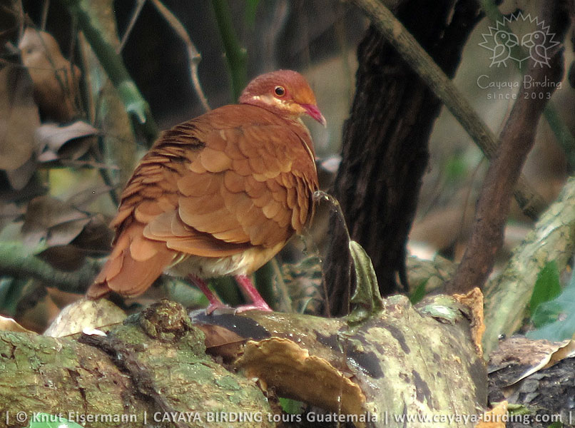 Ruddy Quail-Dove, CAYAYA BIRDING day trips to Tikal and Yaxhá