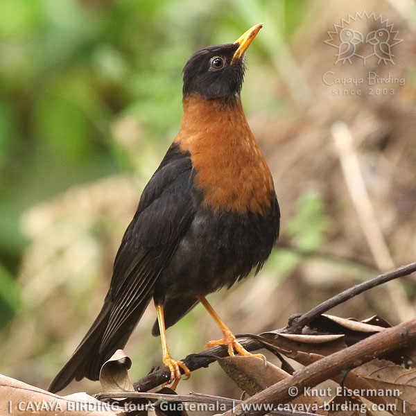 Rufous-collared Robin, CAYAYA BIRDING day trips from Antigua Guatemala and Guatemala City