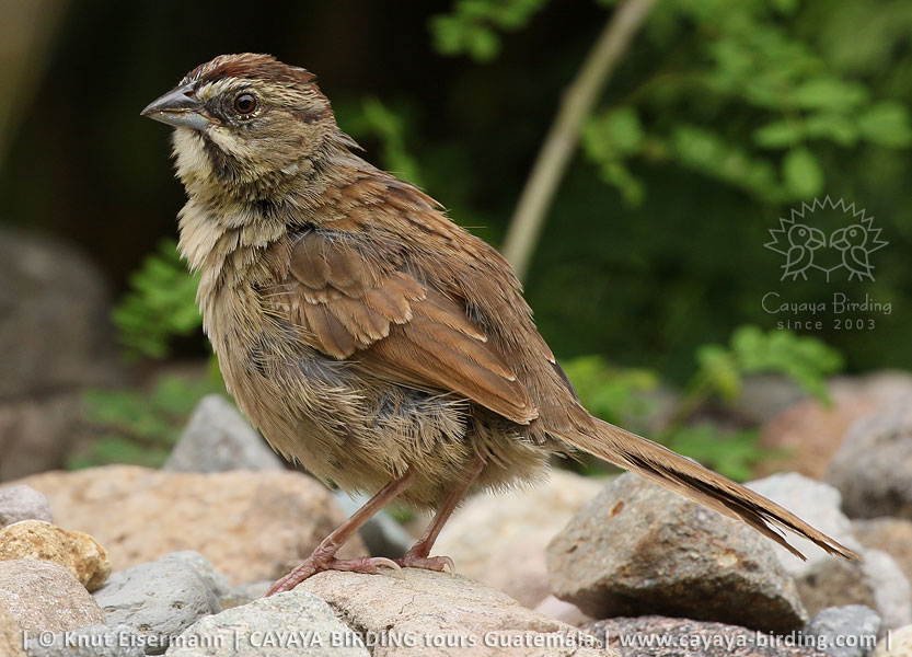 Rusty Sparrow, CAYAYA BIRDING day trips from Antigua Guatemala and Guatemala City