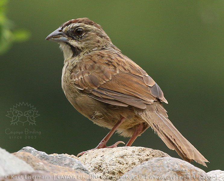 Rusty Sparrow, CAYAYA BIRDING day trips at Lake Atitlán