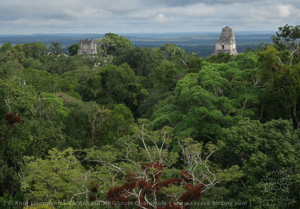 Tikal, CAYAYA BIRDING day trips in northern Guatemala