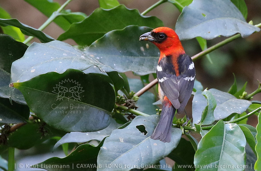 White-winged Tanager, CAYAYA BIRDING day trips from several tourism hotspots in Guatemala