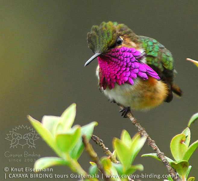 Wine-throated Hummingbird, CAYAYA BIRDING day trips from Antigua Guatemala and Guatemala City