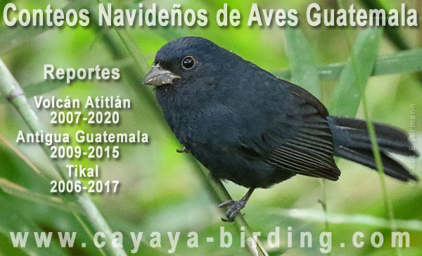 Christmas Bird Counts in Guatemala