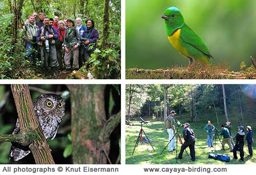 CAYAYA BIRDING tours Guatemala