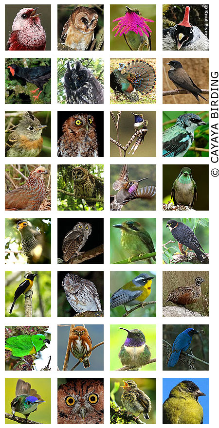 The best of birds of Guatemala