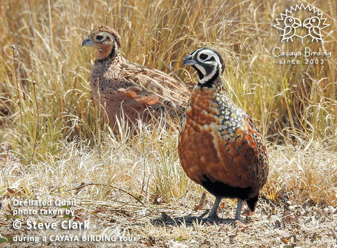 Ocellated Quail