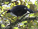 Horned Guan by Kevin Easley, CAYAYA BIRDING tour 2010