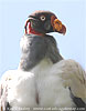 King Vulture, by Kevin Easley