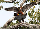 Orange-breasted Falcons, by Kevin Easley