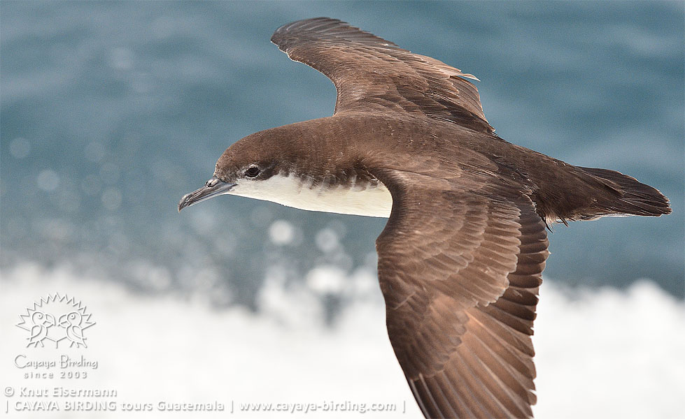 Birds of Guatemala: Galapagos Shearwater