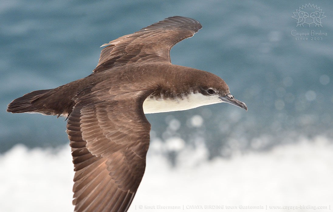 Galapagos Shearwater in Guatemala during a CAYAYA BIRDING pelagic tour