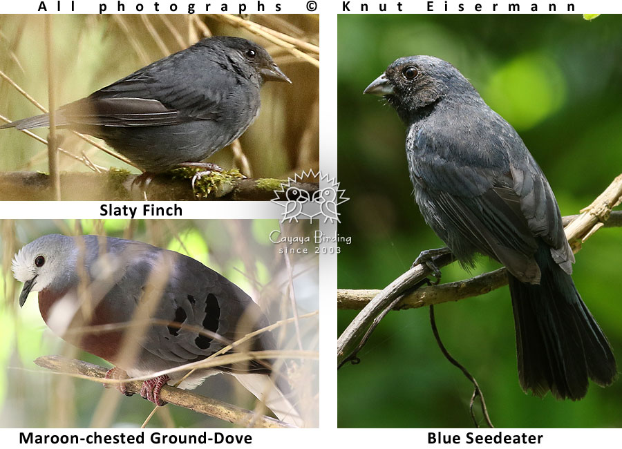 Birds of Guatemala: bamboo specialists Maroon-chested Ground-Dove, Blue Seedeater, and Slaty Finch