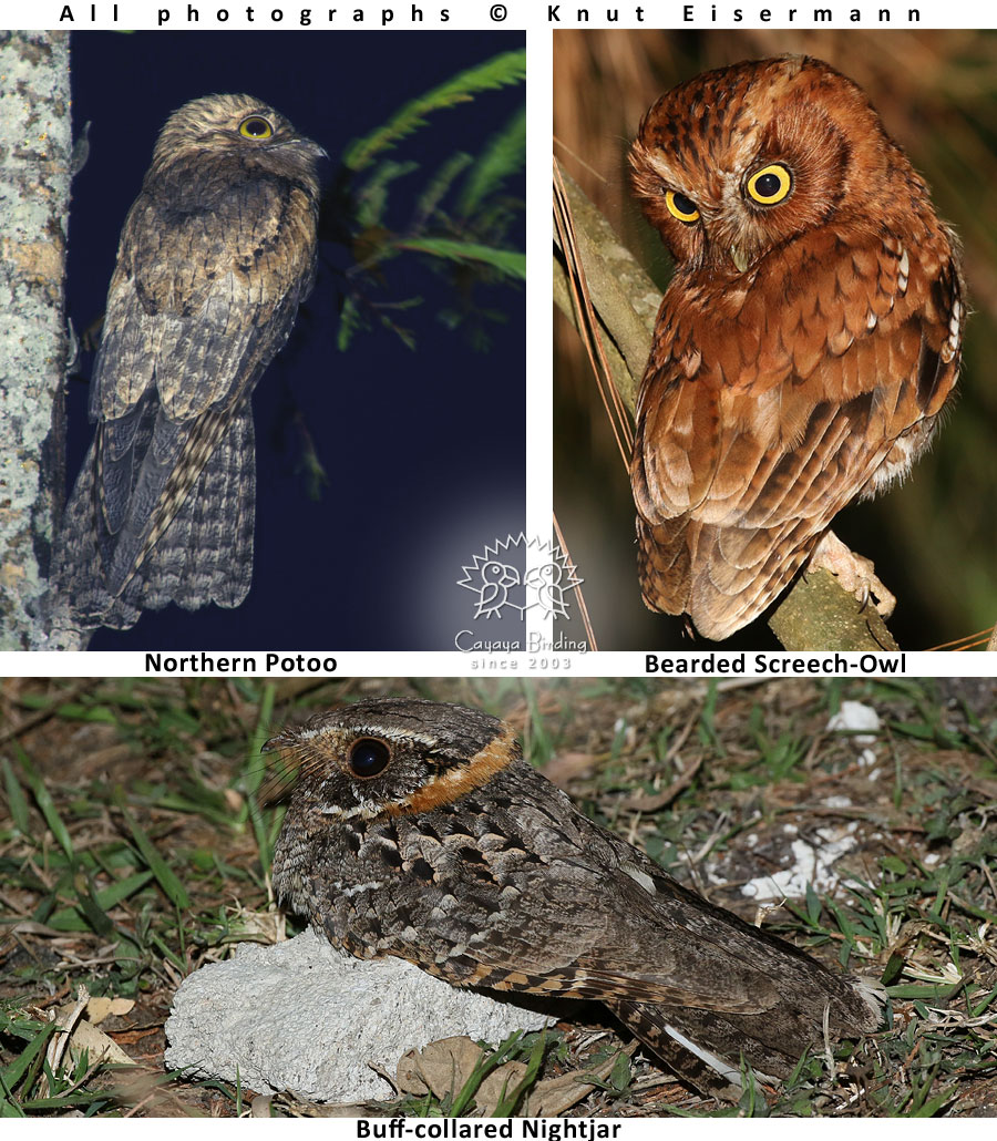 Nocturnal birds of Guatemala: Bearded Screech-Owl, Northern Potoo, and Buff-collared Nightjar