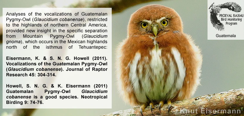 Eisermann, K. & S. N. G. Howell (2011). Vocalizations of the Guatemalan Pygmy-Owl (<i>Glaucidium cobanense</i>). Journal of Raptor Research 45: 304-314.