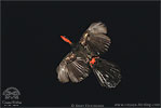 Display flight of male Highland Guan, CAYAYA BIRDING tour