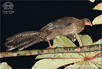 Female Highland Guan, CAYAYA BIRDING tour