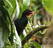 Highland Guan in the canopy, CAYAYA BIRDING tour