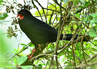 Highland Guan in dense understory, CAYAYA BIRDING tour