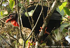 Highland Guan in canopy, CAYAYA BIRDING tour