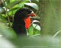 Highland Guan on the ground, CAYAYA BIRDING tour