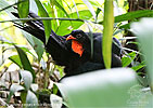 Highland Guan preening, CAYAYA BIRDING tour