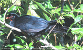 Highland Guan resting, CAYAYA BIRDING tour